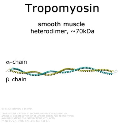 Tropomyosin smooth muscle scheme